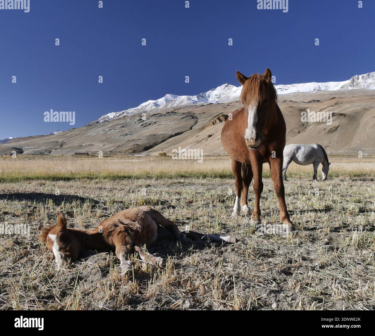 Puledro dormiente protetto da sua madre nei campi sotto le montagne dell'himalaya nel Ladakh, India Foto Stock