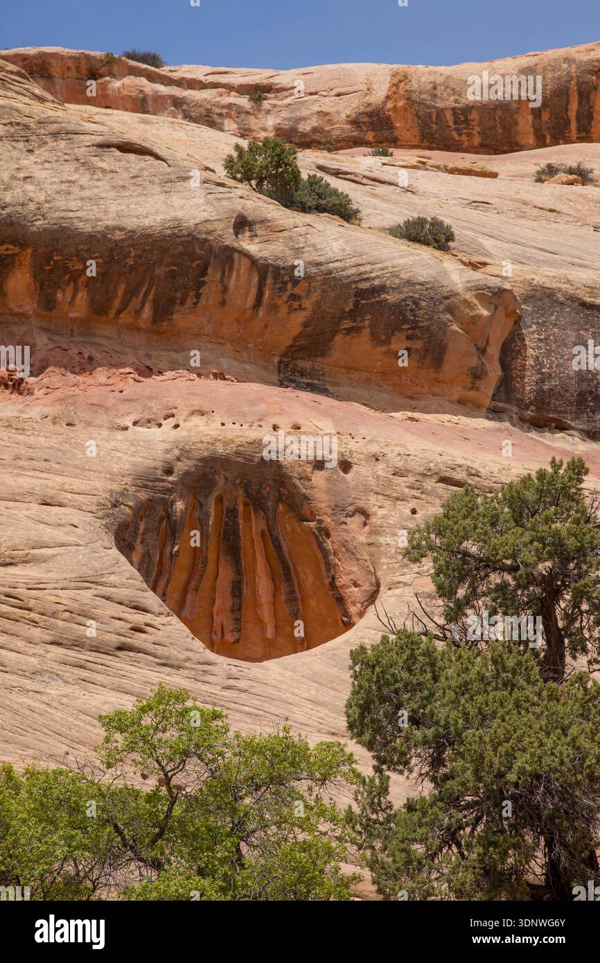 Strisce di vernice del deserto su arenaria un muro nel Lavender Canyon, Canyonlands NP, Utah. Foto Stock