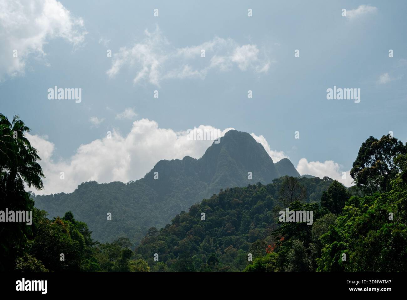Una vista delle montagne boscose di Langkawi si erge sotto un cielo luminoso, con strati di lussureggiante vegetazione tropicale in primo piano. Foto Stock