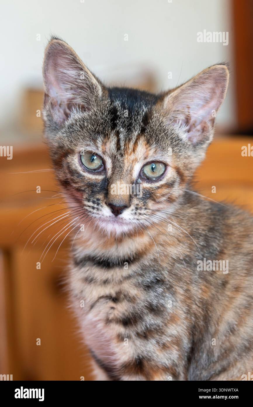 Gatto domestico di tabby femminile (Felis catus) con motivo sgombro, età 11 settimane, Dorset, Regno Unito Foto Stock