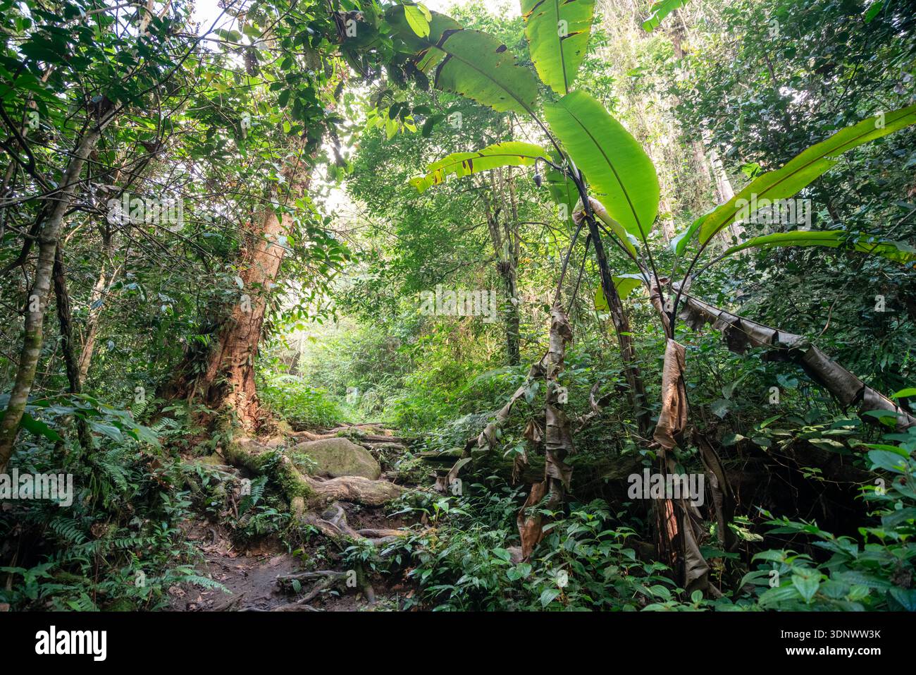 Un sentiero lussureggiante nella foresta pluviale vicino alle Parit Falls a Tanah rata, Malesia. Foto Stock