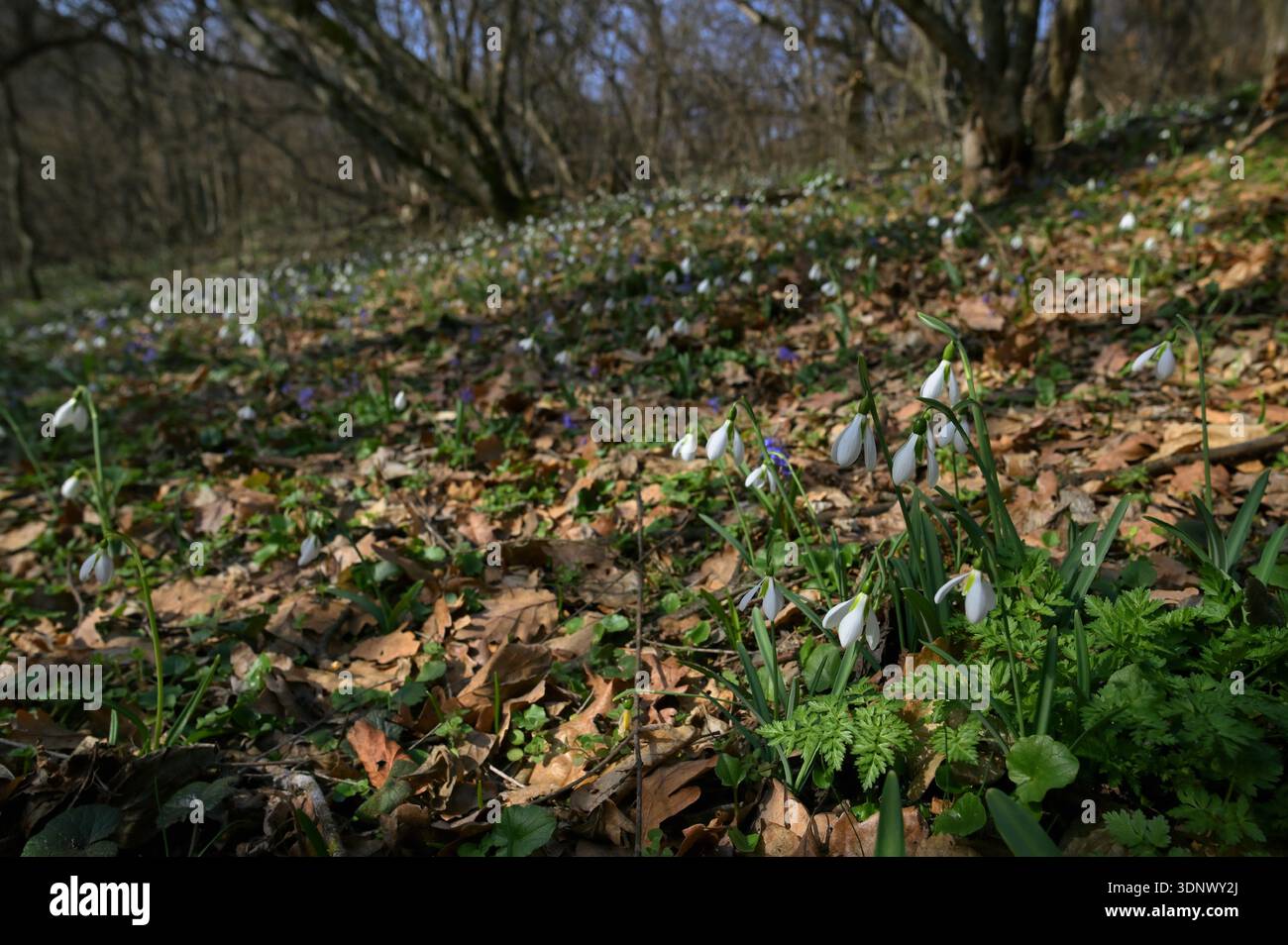 Close-up Snowdrops nella foresta primaverile mattutina Foto Stock