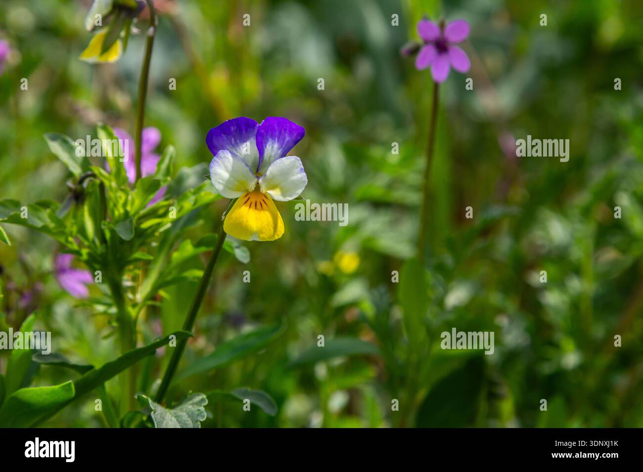 Piccoli gruppi di dolci violette mostrano luminosi fiori gialli e viola con foglie a forma di cuore che prosperano in un lussureggiante ambiente boschivo durante gli spri Foto Stock