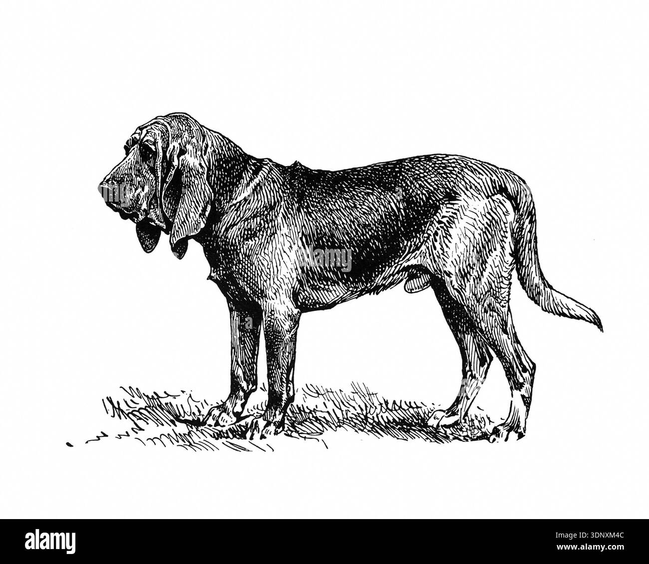 Illustrazione di cani, disegno a inchiostro fatto a mano, isolato su sfondo bianco, pelliccia realistica e dettagliata, stile di incisione moderno e pulito. Bloodhound Foto Stock