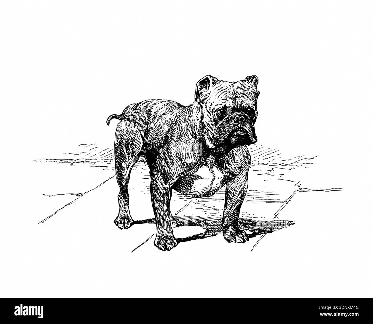 Illustrazione di cani, disegno a inchiostro fatto a mano, isolato su sfondo bianco, pelliccia realistica e dettagliata, stile di incisione moderno e pulito. Bulldog Foto Stock