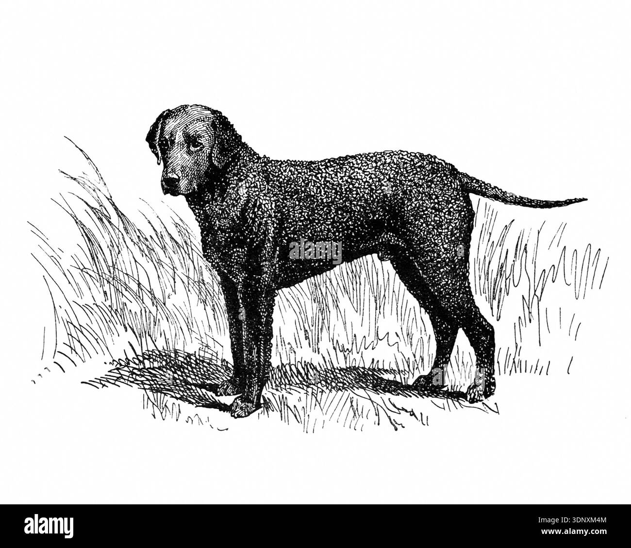 Illustrazione di cani, disegno a inchiostro fatto a mano, isolato su sfondo bianco, pelliccia realistica e dettagliata, stile di incisione moderno e pulito. Curly Retriever Foto Stock
