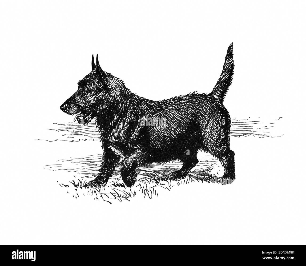 Illustrazione di cani, disegno a inchiostro fatto a mano, isolato su sfondo bianco, pelliccia realistica e dettagliata, stile di incisione moderno e pulito. Scotch Terrie dai capelli duri Foto Stock