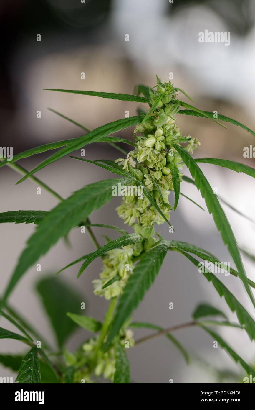 Cabbabis ermafrodite, fiori maschili e femminili sulla stessa pianta. Il polline proveniente da piante maschili viene utilizzato per produrre semi Foto Stock