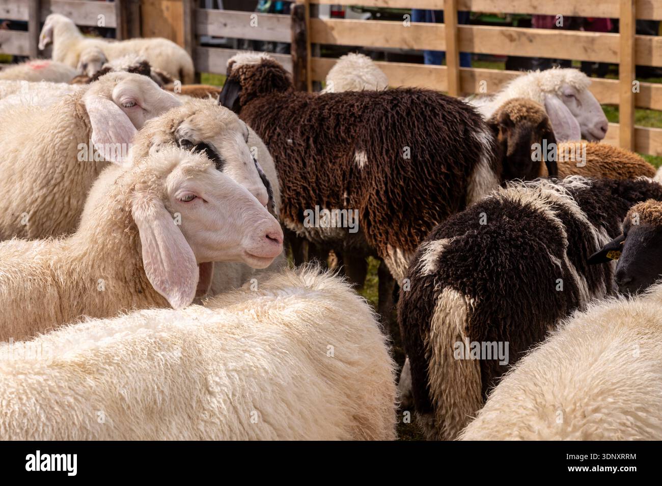 Un gregge di pecore domestiche con vari colori si riunisce in un recinto di fattoria in legno. Sono riuniti pacificamente, mostrando il loro spesso legno Foto Stock