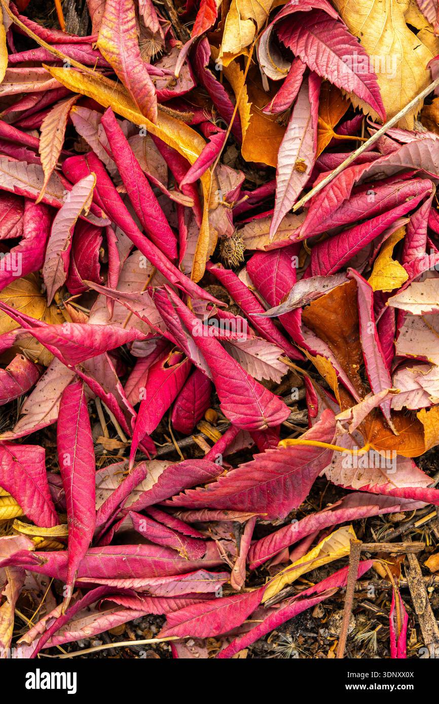 Una vista ravvicinata delle foglie autunnali cadute che mostrano una serie di vivaci tonalità di rosso e oro, creando un motivo naturale colorato e strutturato sulla facciata Foto Stock