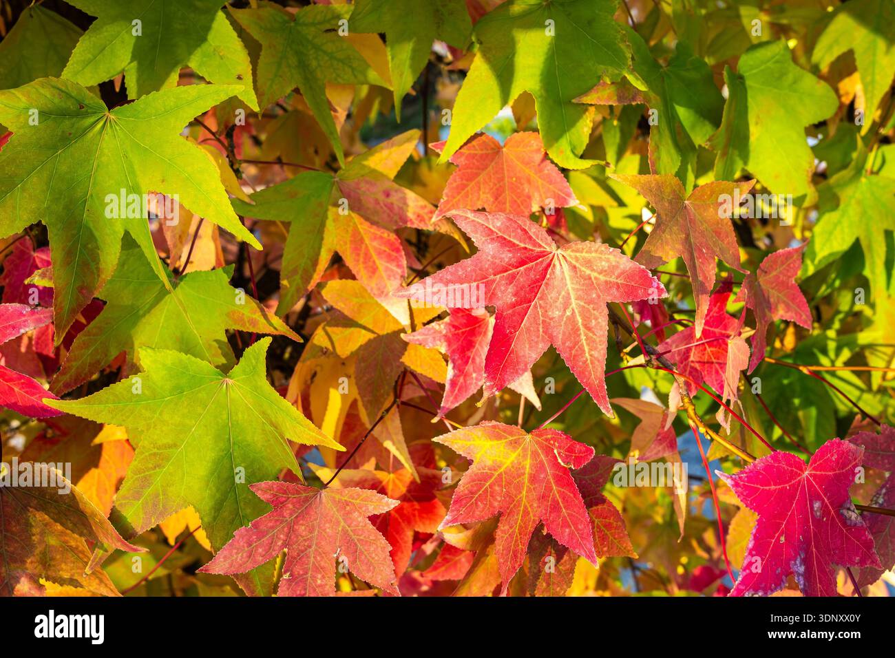 Un'incredibile gamma di foglie autunnali in vivaci tonalità di rosso, verde e giallo mostra la bellezza della stagione autunnale, creando un pittoresco e colorato Foto Stock