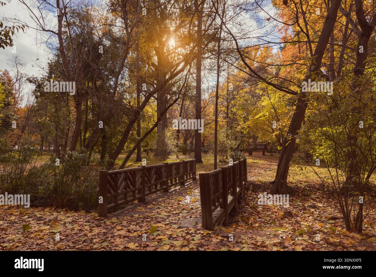 Un ponte di legno in un parco autunnale, immerso nella luce del sole dorata che filtra tra gli alberi con foglie gialle e arancioni. Il terreno è rivestito di moquette secca Foto Stock