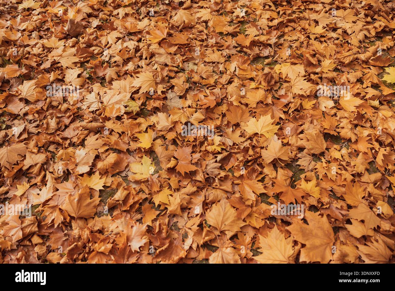 Un vibrante pavimento autunnale ricoperto da un motivo continuo di foglie d'acero secco in sfumature di marrone e giallo. La texture ricca mette in risalto la natura Foto Stock