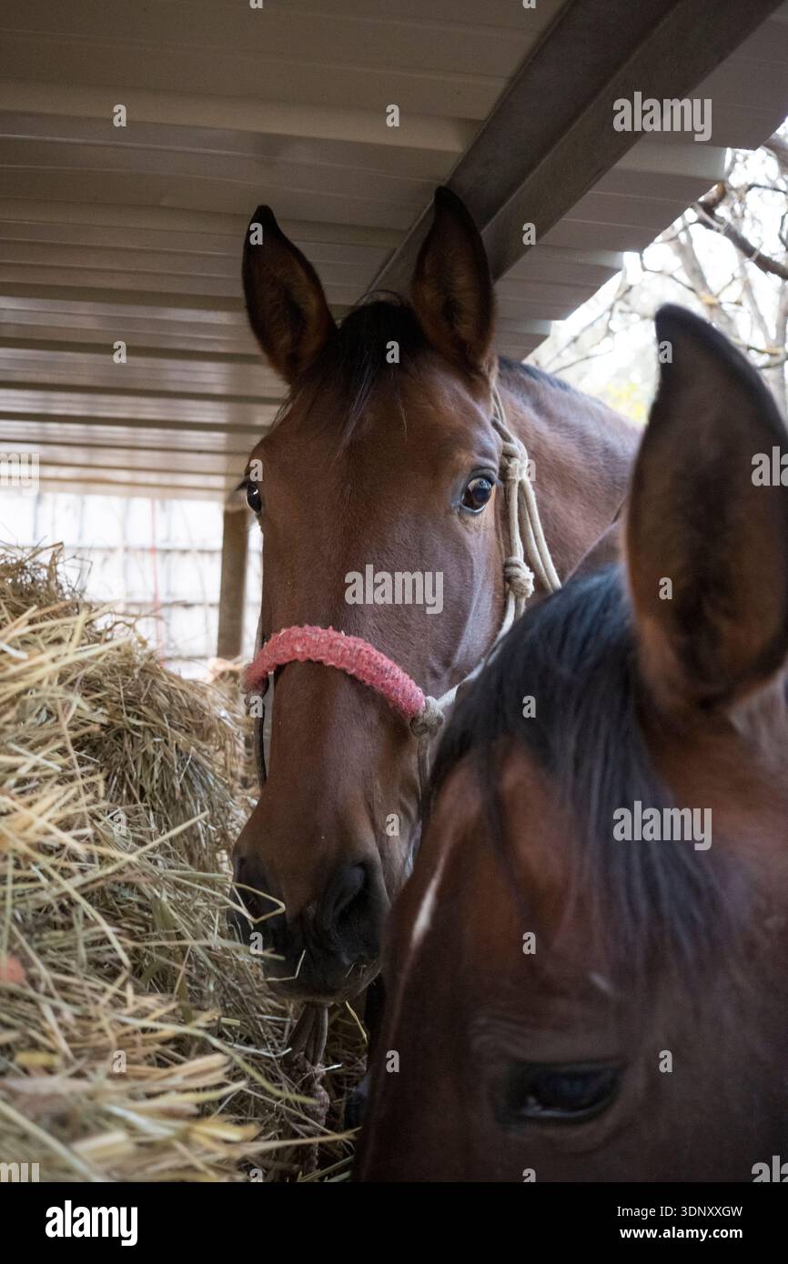 Un cavallo con un halter rosso sta mangiando fieno sotto un riparo in una fattoria. L'ambiente è rustico, mettendo in risalto la semplicità e il fascino della vita contadina. Foto Stock