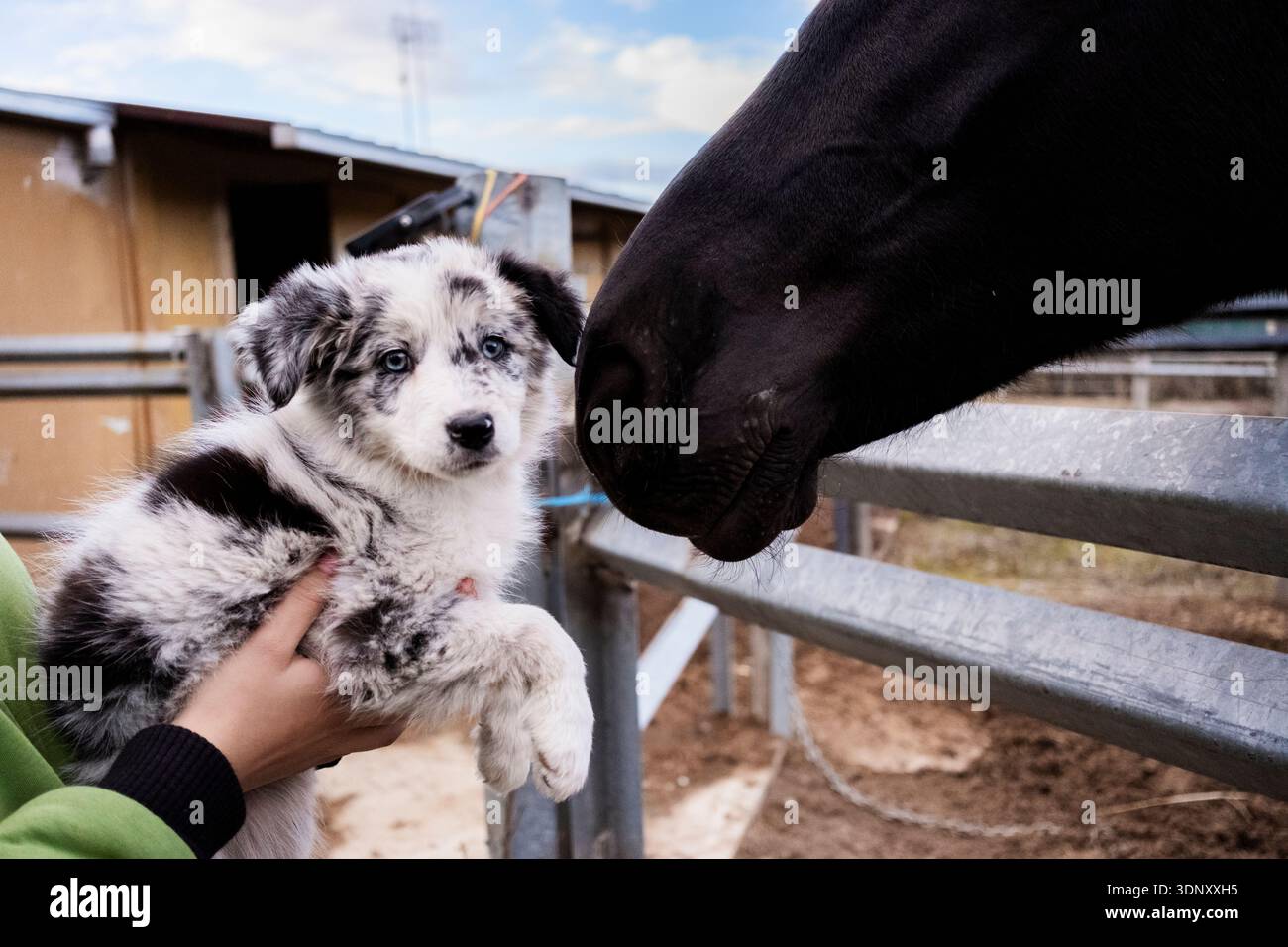 Persona irriconoscibile corta che tiene un cucciolo di Border collie mentre incontra un cavallo nero in una fattoria. L'ambientazione serena mette in risalto il sesso degli animali Foto Stock