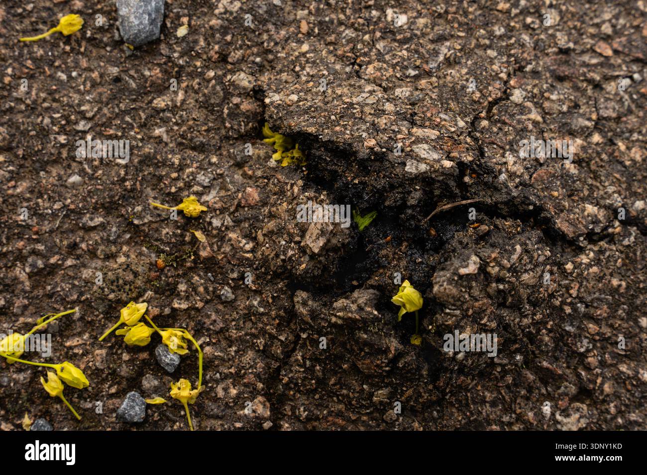 Asfalto fessurato con piccoli petali di fiori gialli e ciottoli - texture macro dalla campagna ceca. Foto Stock