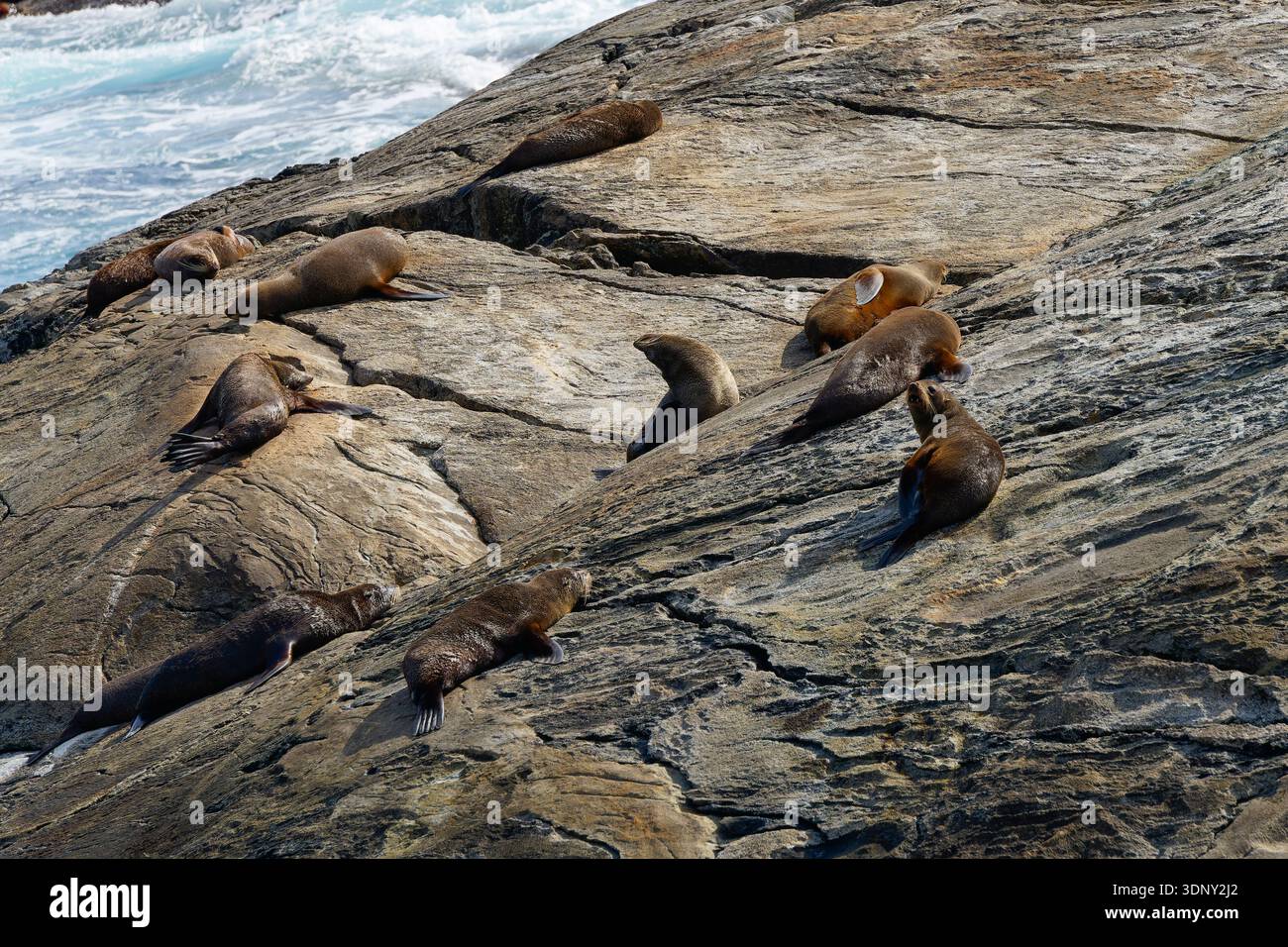 Piccolo gruppo di otarie orsine neozelandesi che si crogiolano sulle isole Nee nel Doubtful Sound. Foto Stock