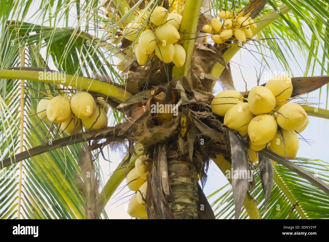 Mazzo di noci di cocco giallo king che cresce nel giardino tropicale noci di cocco d'avorio fresco per acqua sana e produzione di olio biologico Foto Stock