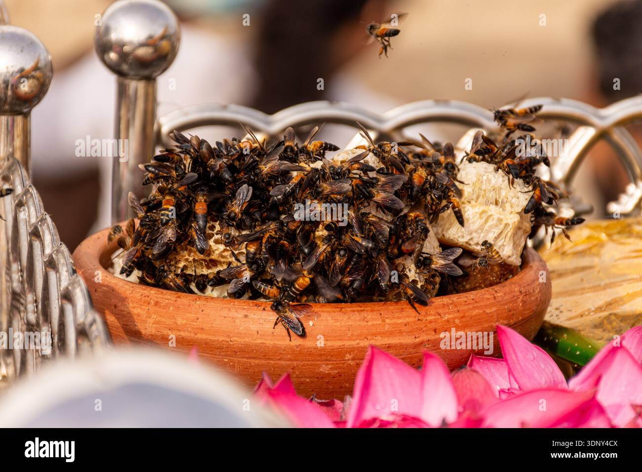 Le api mellifere giganti (Apis dorsata) si scivolano su un favo posto come offerta religiosa allo stupa Ruwanweli Maha Seya ad Anuradhapura, Sri Lanka Foto Stock