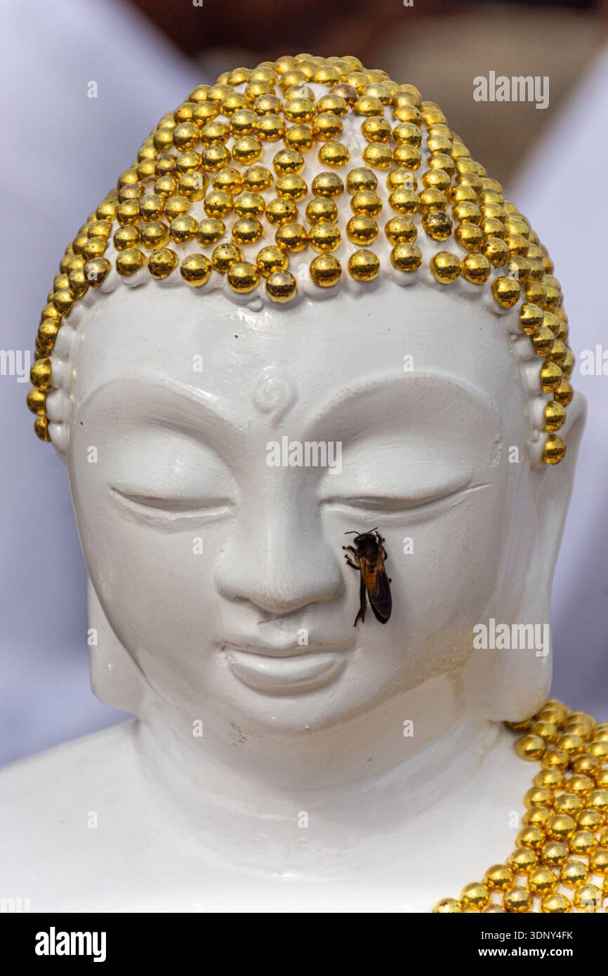 Una Giant Honey Bee (Apis dorsata) poggia sulla faccia di una statua di Buddha bianca e dorata presso il Ruwanweli Maha Seya nello Sri Lanka Foto Stock