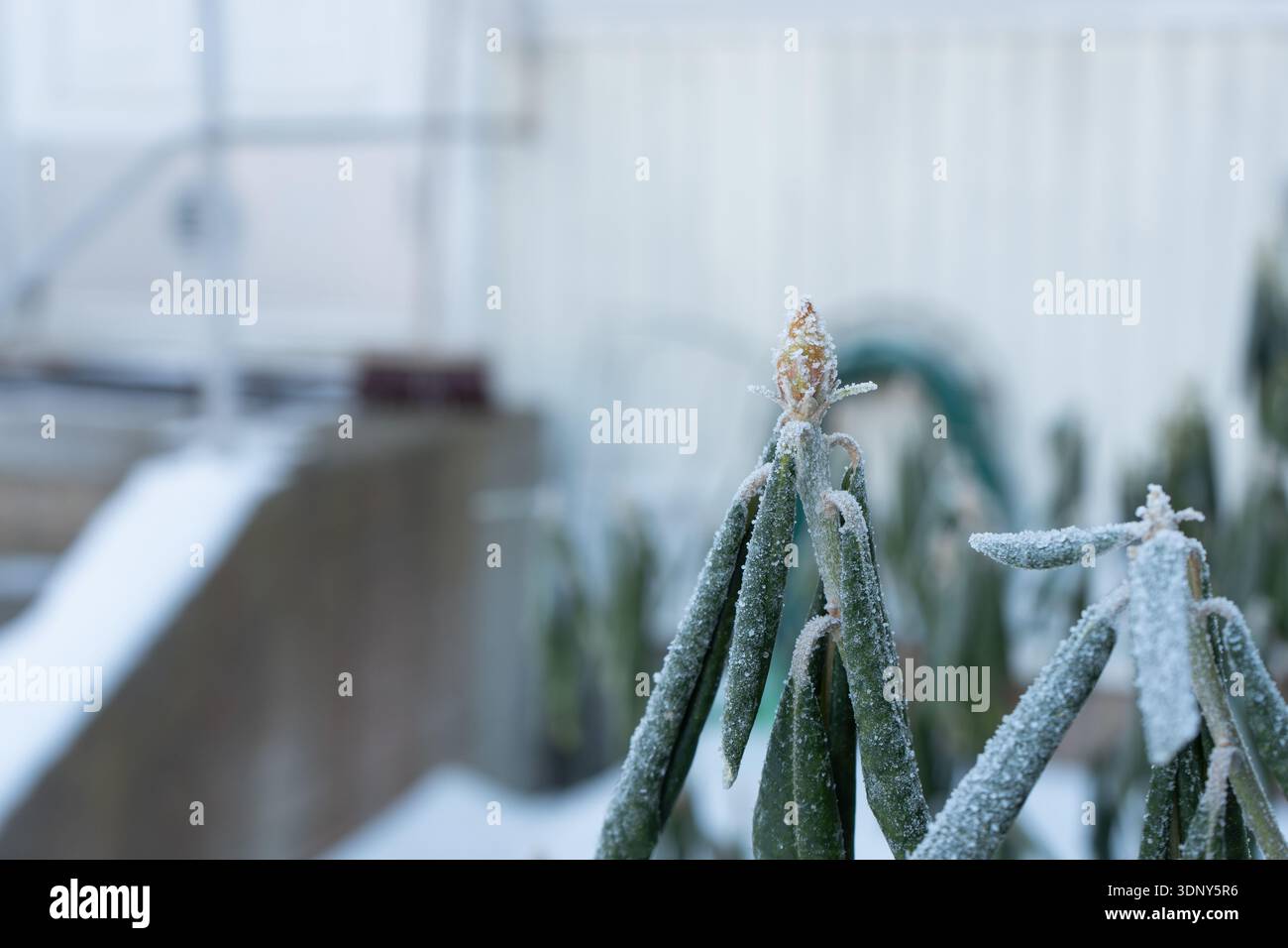 D'inverno, il germoglio e le foglie ricoperti di ghiaccio, primo piano con fondo morbido Foto Stock
