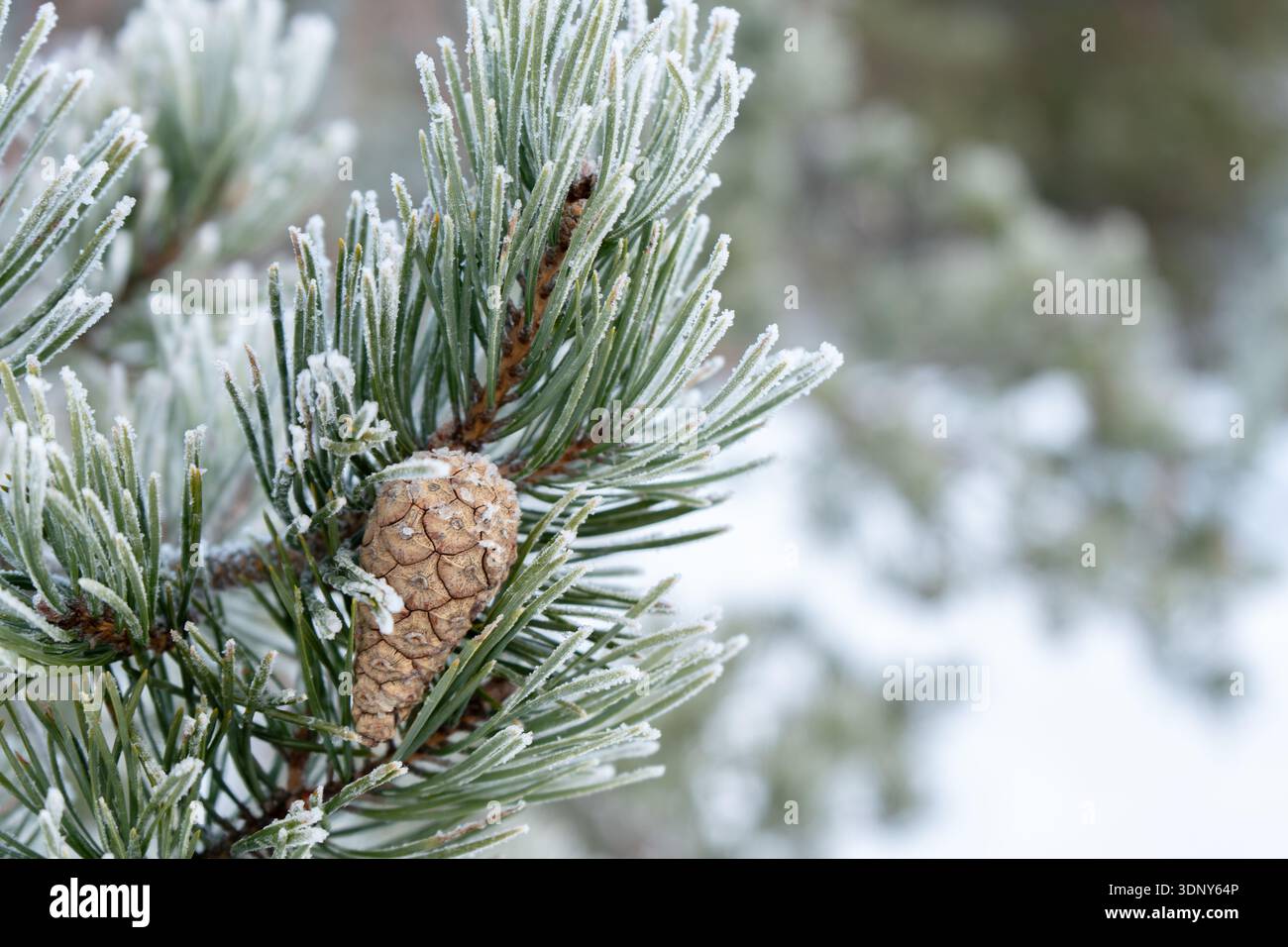 Primo piano di un cono di pino su un ramo di pino smerigliato in inverno Foto Stock