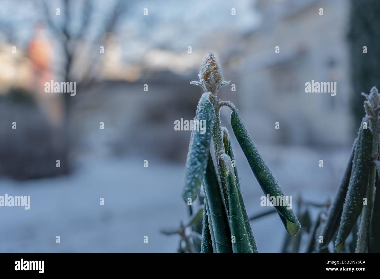 Primo piano di gemme e foglie ricoperte di gelo in un giardino d'inverno Foto Stock