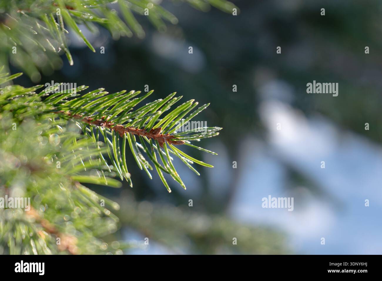 Primo piano di un ramo di pino con gocce di rugiada che brillano alla luce del sole Foto Stock