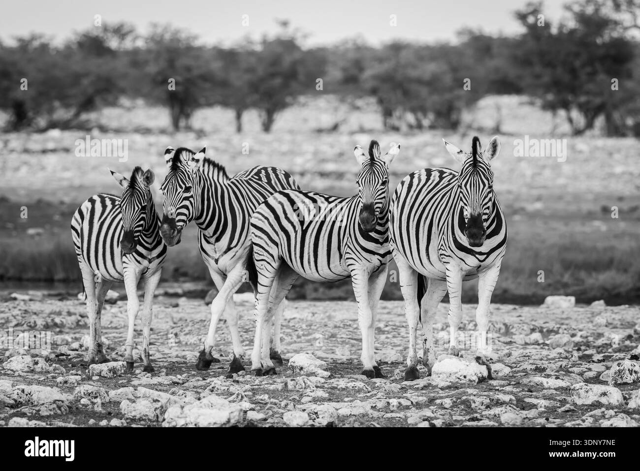 Un abbagliante o zelo di zebre che si fingono come una famiglia sul terreno roccioso dell'Etosha Game Park in Namibia. Anche gli alberi possono crescere nel terreno locale. Foto Stock