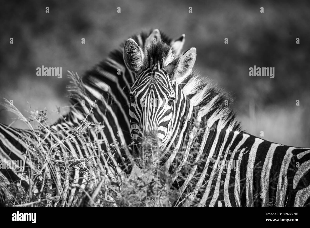 Le zebre hanno un fascino molto speciale. Due sono allineati, uno dietro l'altro, mostrando una testa ma 2 paia di orecchie. Foto Stock