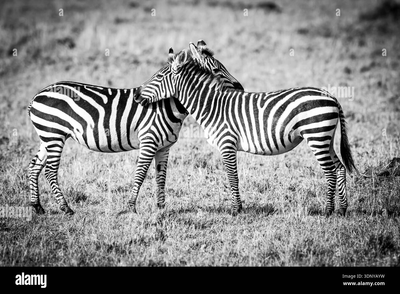 Due giovani zebre selvatiche che si abbracciano a vicenda nelle praterie dell'Africa. Hanno interrotto il processo di cura del corpo. Foto Stock