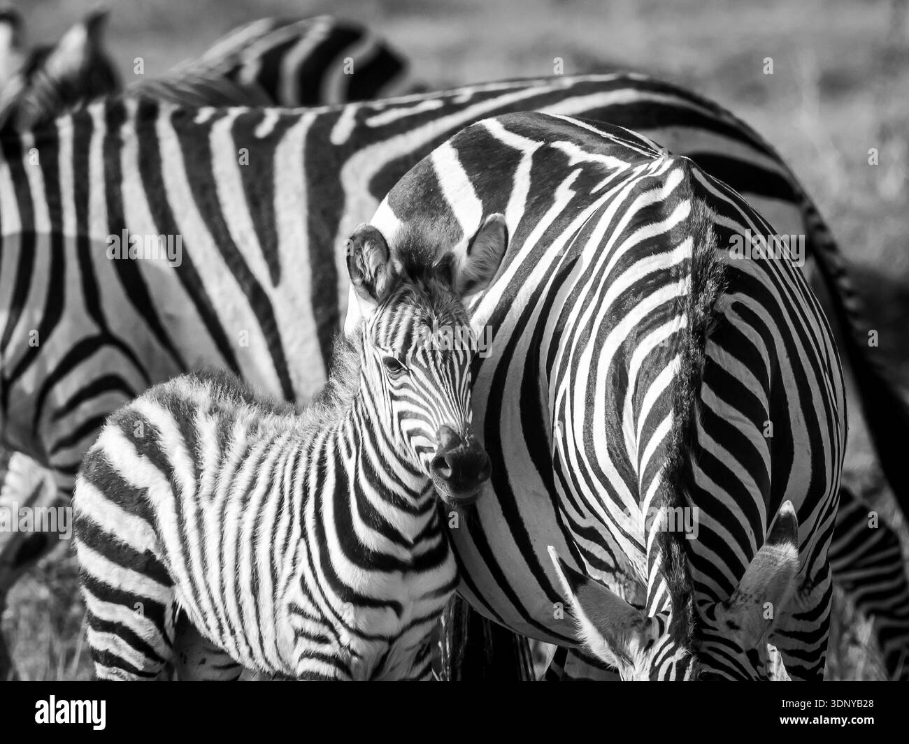 Una zebra selvaggia che si nasconde vicino a sua madre nella savana africana. Questo è piuttosto piccolo ma sembra già abbastanza stabile sulle sue gambe. Foto Stock