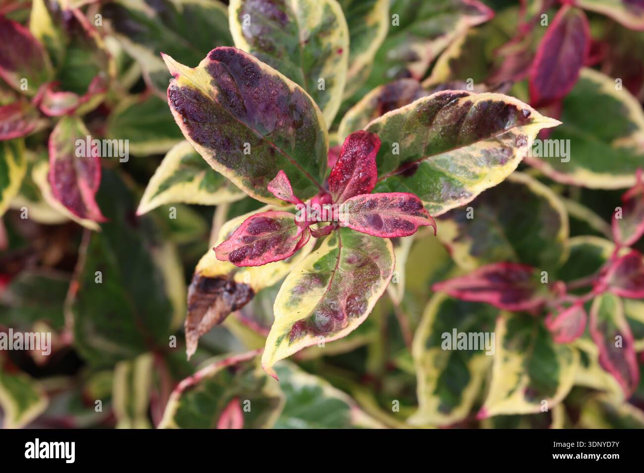 Zoppo di cane, foglie con bordi bianchi e punta rossa rossa rossa rossa per la crescita invernale. Leucothoe Firestar ('Rant01') Foto Stock