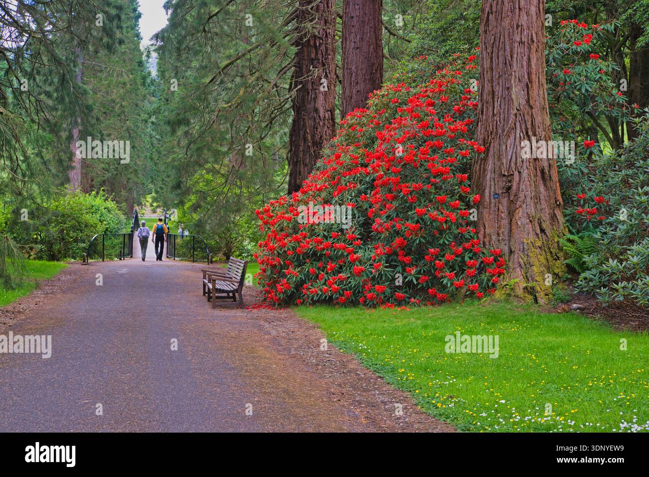 Benmore Younger Botanic Garden, vicino a Dunoon, Argyl e Bute, Scozia. REGNO UNITO Foto Stock