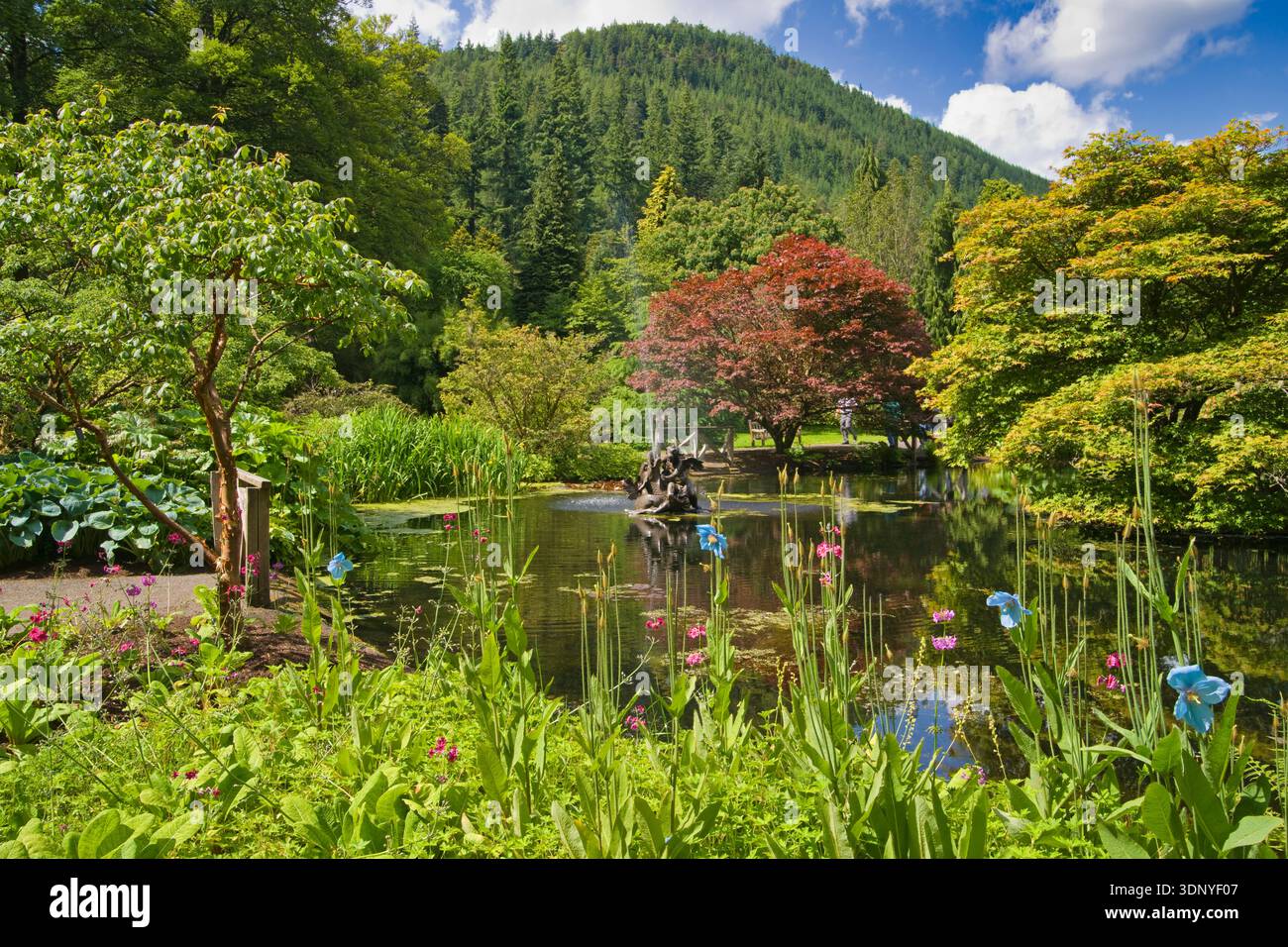 Stagno, fontana, Giardino Botanico Benmore Younger, Argyl e Bute, Scozia. REGNO UNITO Foto Stock