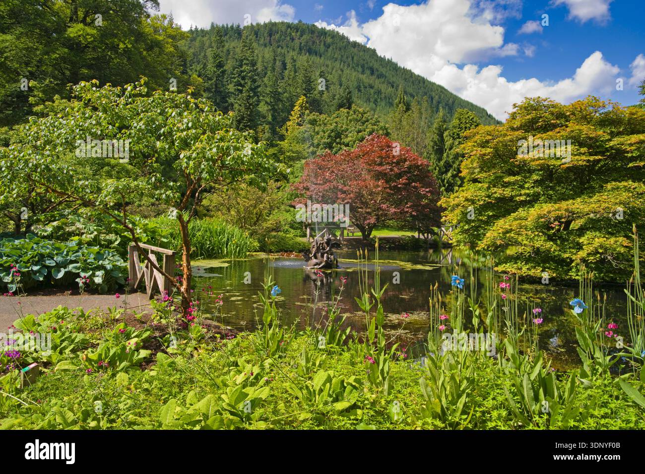 Stagno, fontana, Giardino Botanico Benmore Younger, Argyl e Bute, Scozia. REGNO UNITO Foto Stock