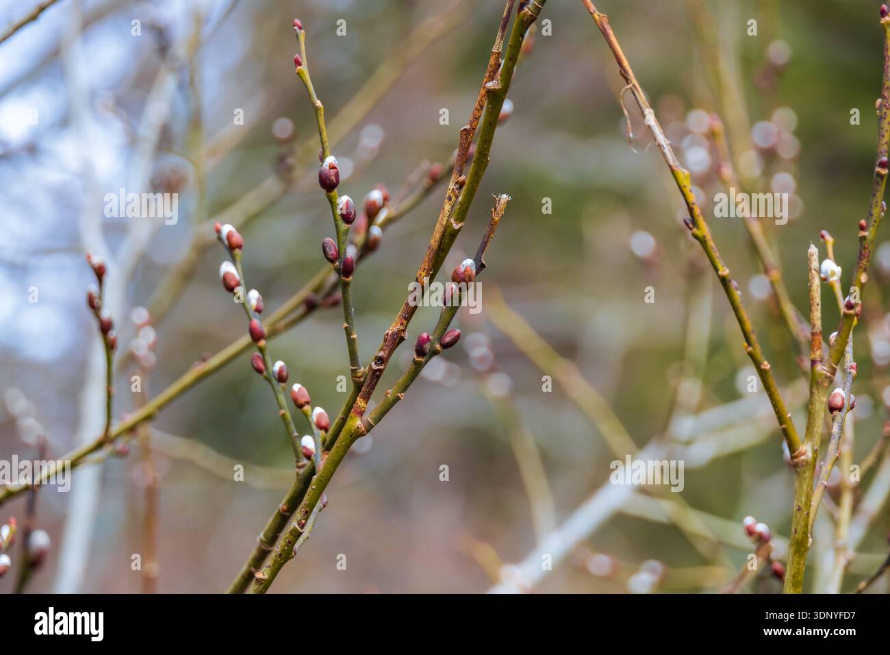 Primo piano di un ramo di salice in erba con i gattini morbidi che emergono all'inizio della primavera, simboleggiando il rinnovamento e il cambiamento stagionale. Foto Stock