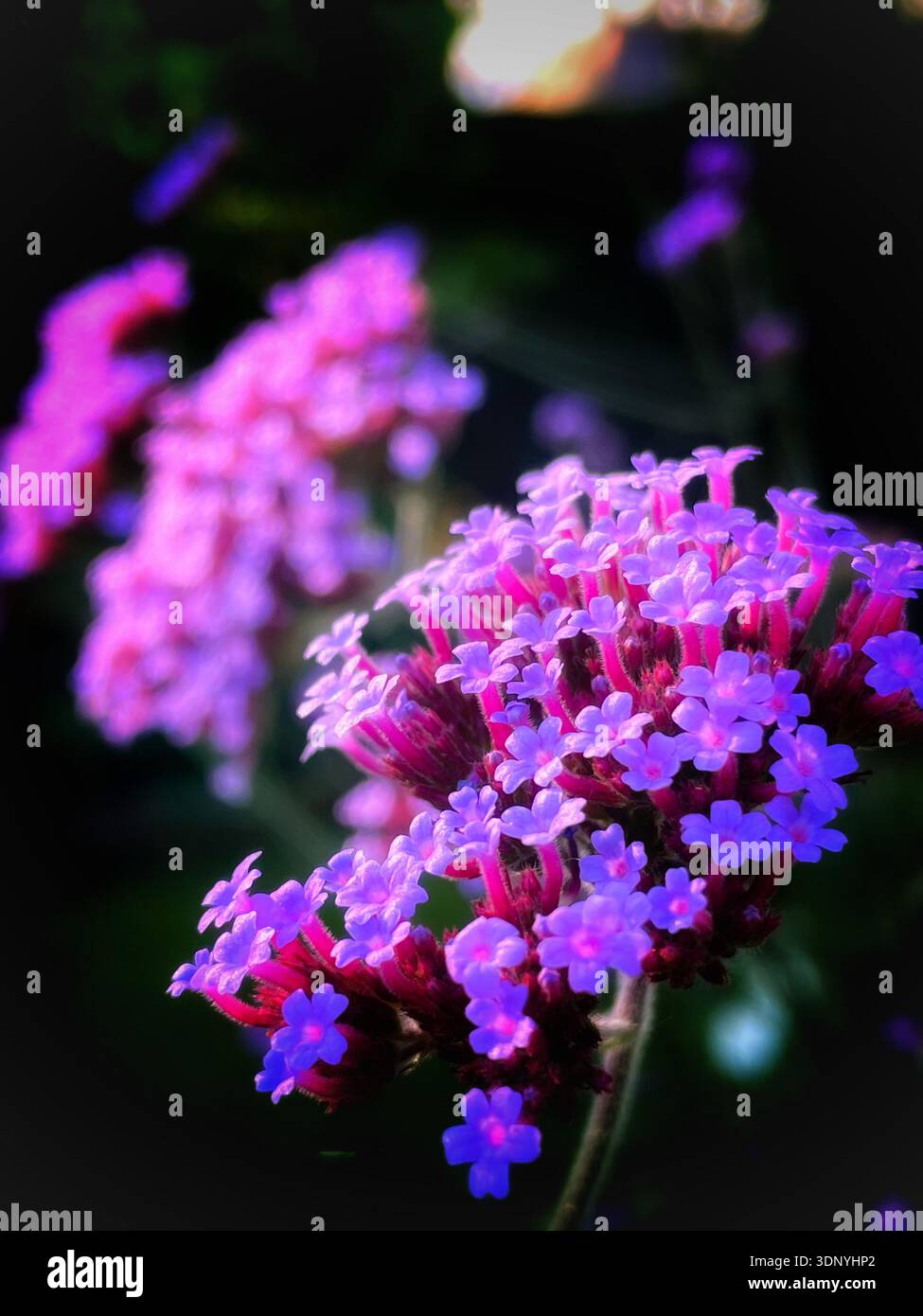 Un primo piano mostra una testa di fiori di verbena bonariensis con fiori viola su un gambo alto Foto Stock