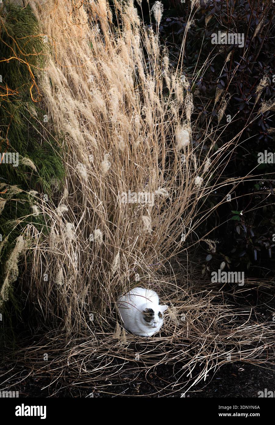 Un gatto bianco che dorme in un giardino accanto all'erba alta, secca e ornamentale. Foto Stock