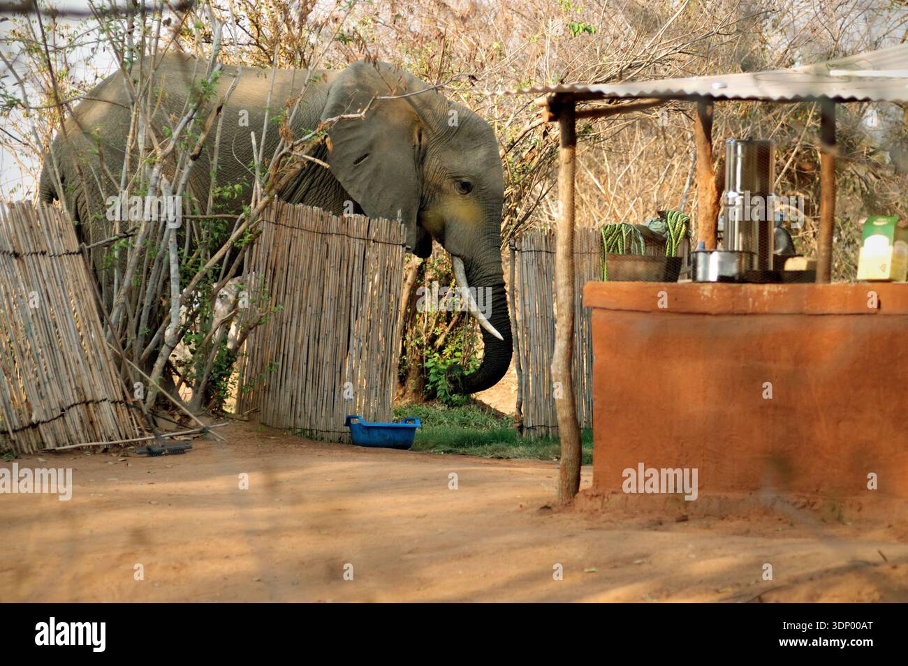 Elefante africano che cammina attraverso un campo safari vicino all'area bar, al Parco Nazionale dello Zambesi inferiore, in Zambia Foto Stock