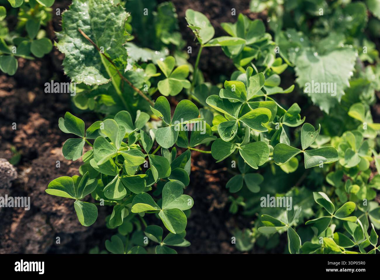 Piante infestanti Oxalis (Oxalis corniculata) con fiori gialli Foto Stock