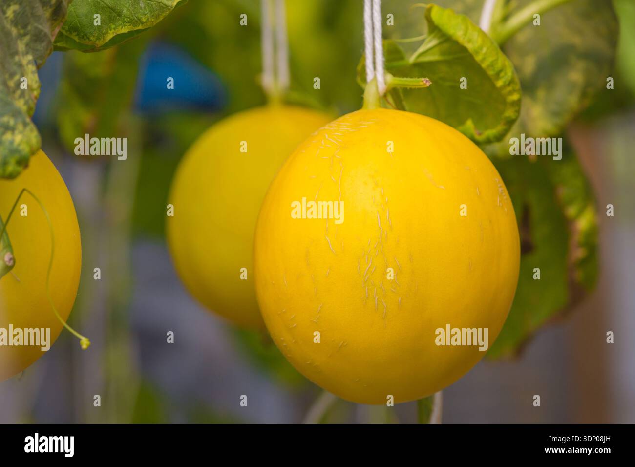 Primo piano del melone giallo cantaloupe sulla vite sullo sfondo naturale Foto Stock