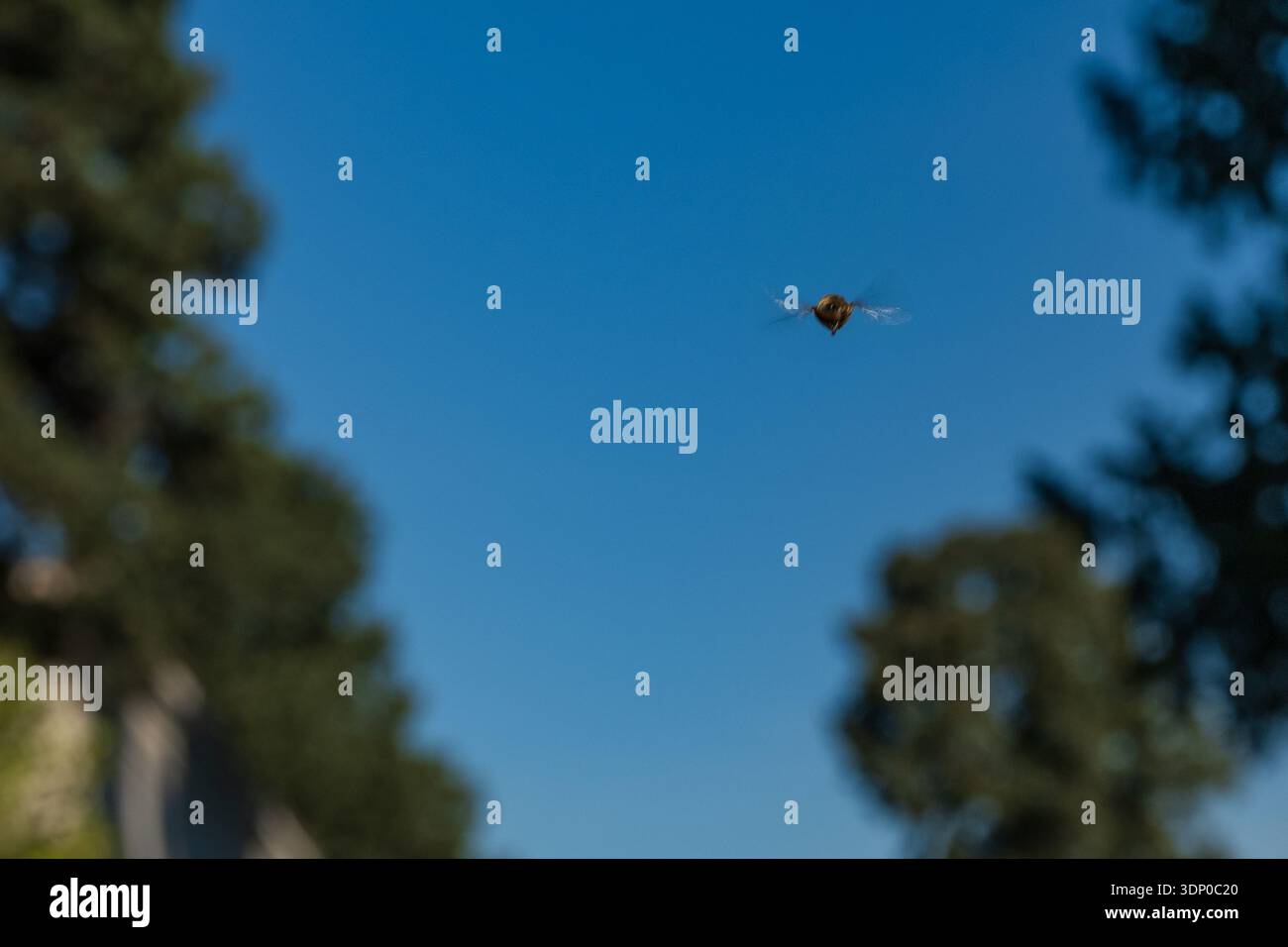 Volo sospeso di un insetto impollinante contro il cielo blu Foto Stock