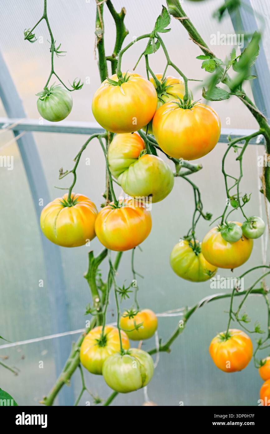 in varie sfumature di arancio e giallo appeso alla vite in una serra soleggiata Foto Stock