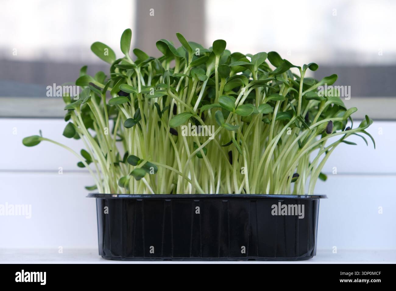 Microgreen di semi di girasole freschi che crescono in un vassoio di plastica nero, steli e foglie vivaci Foto Stock