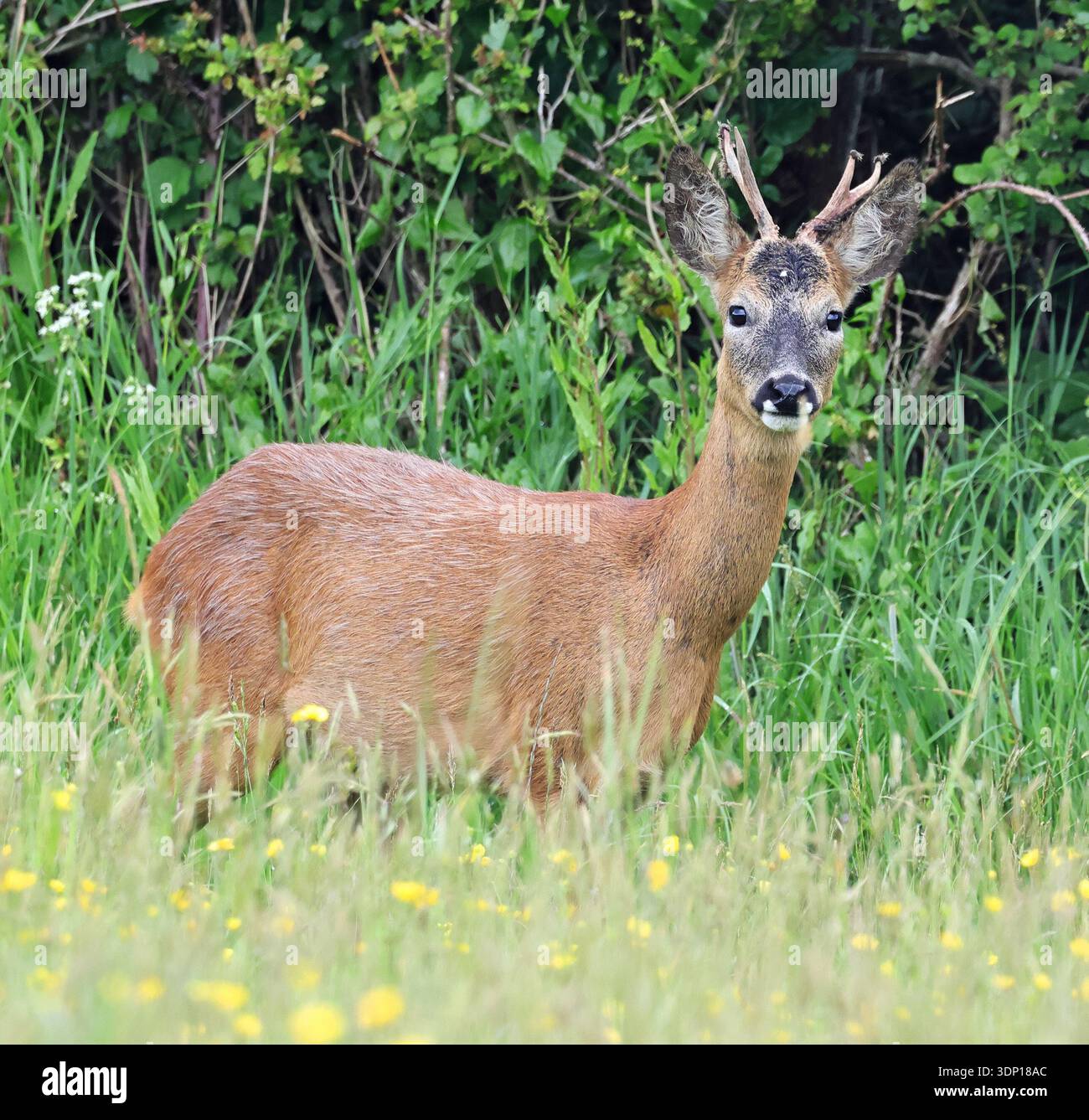 Un capriolo (Capreolus capreolus) nelle Cotswold Hills Gloucestershire Regno Unito Foto Stock