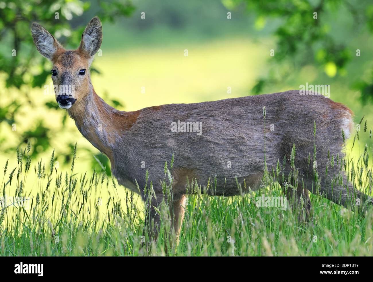 Un capriolo (Capreolus capreolus) nelle Cotswold Hills Gloucestershire Regno Unito Foto Stock