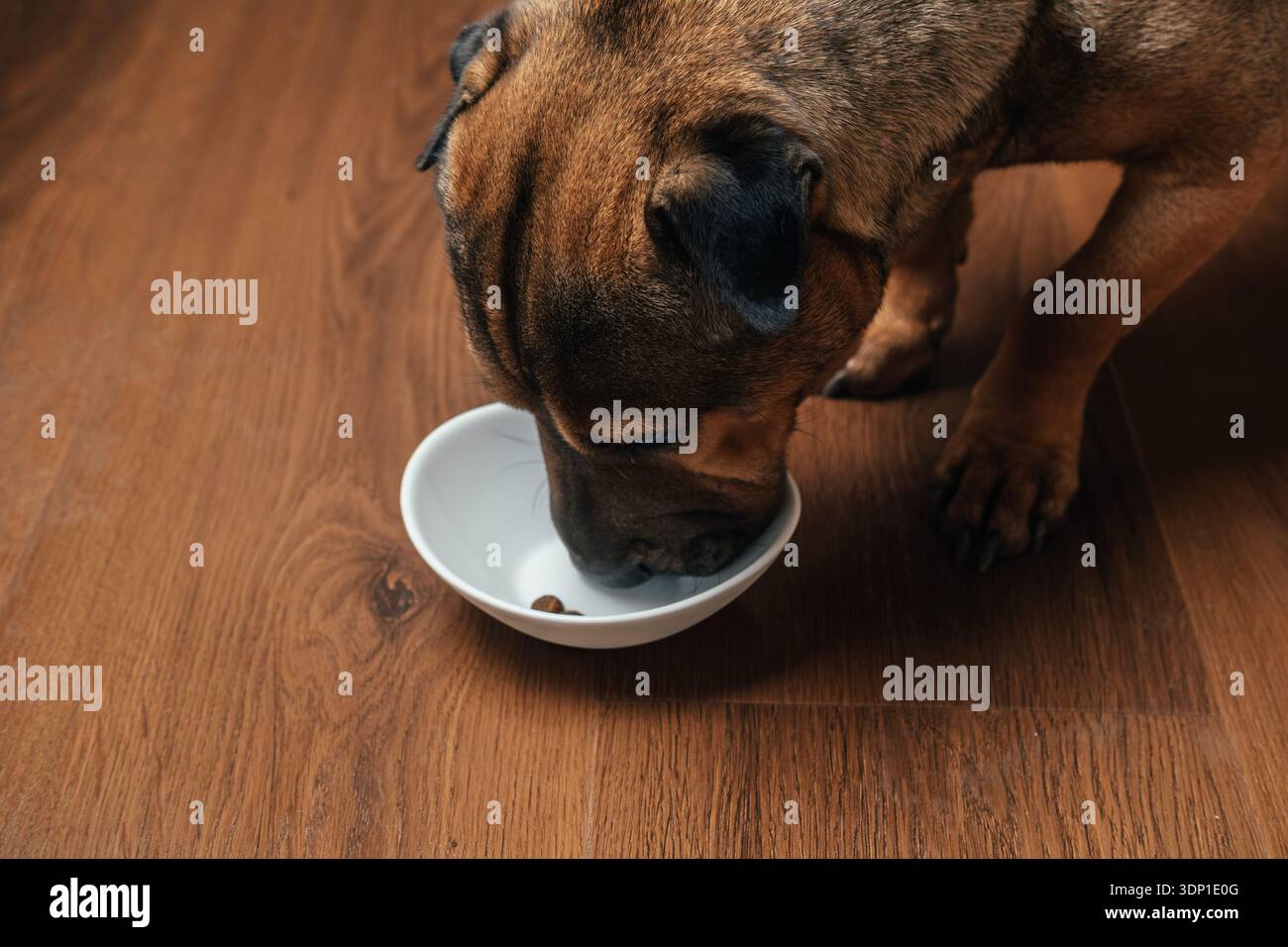 Il cane che mangia Closeup. Close Perspective Capturing Dog mentre apprezza il suo pasto dalla Ceramic Bowl Foto Stock