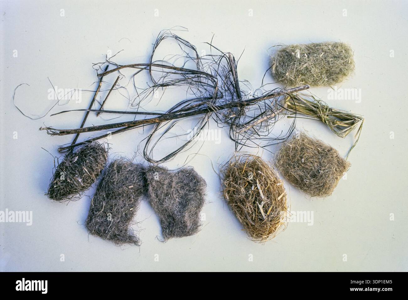 Fibra di canapa, la fibra naturale forte e versatile estratta dagli steli della pianta di canapa (Cannabis sativa). Foto Stock
