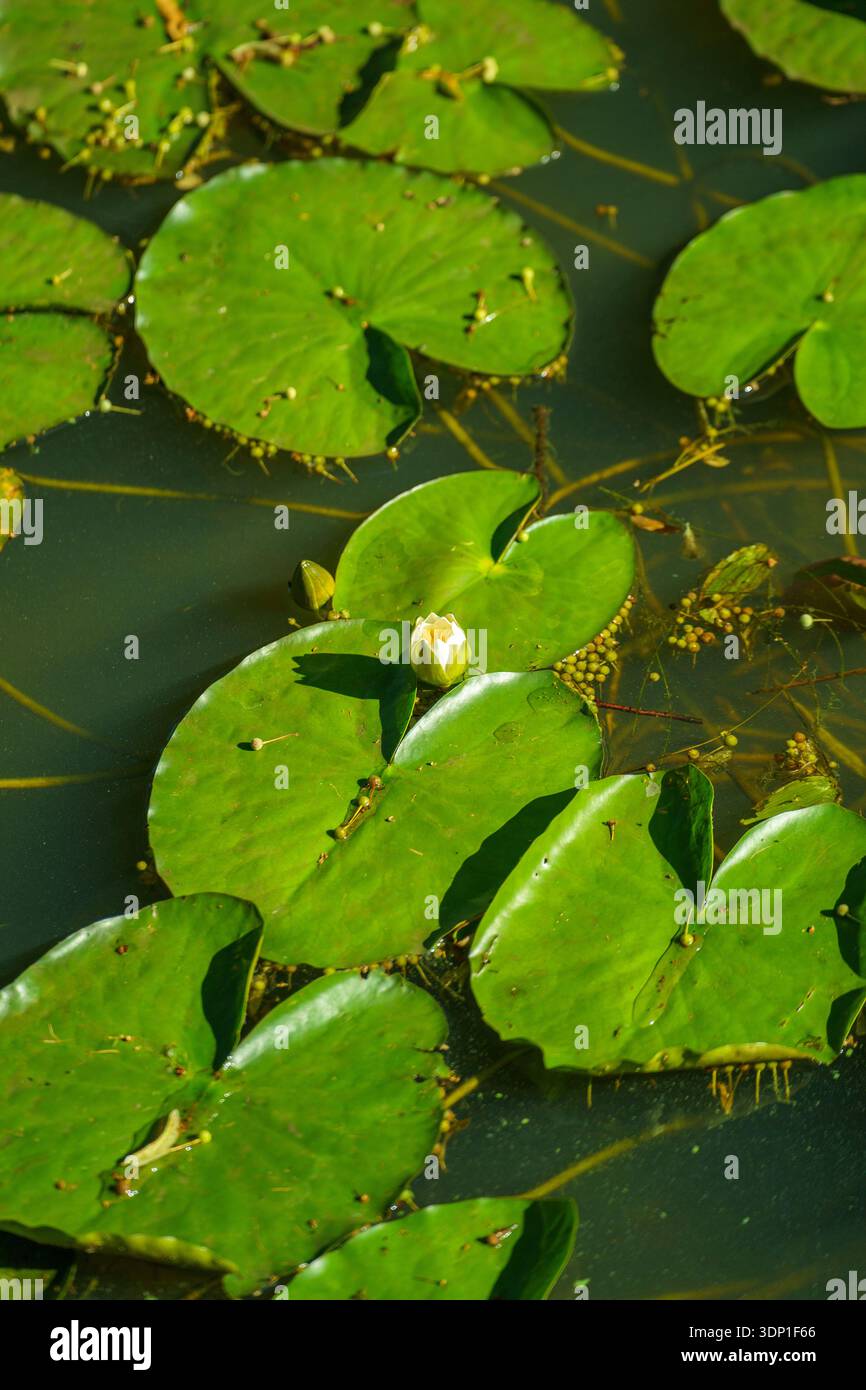 Fiore di ninfee rosa che fiorisce su foglie verdi in uno stagno. Dettaglio botanico della pianta di Nymphaea su una superficie di acqua calma. Foto Stock
